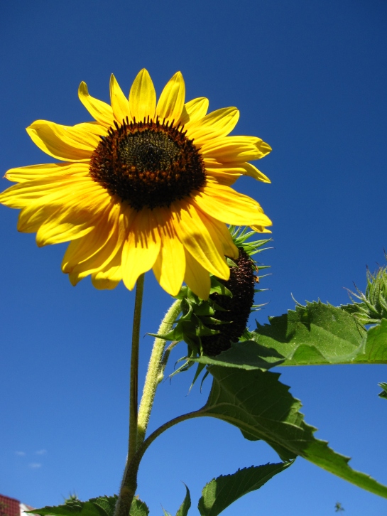 Sunflowers_in_July